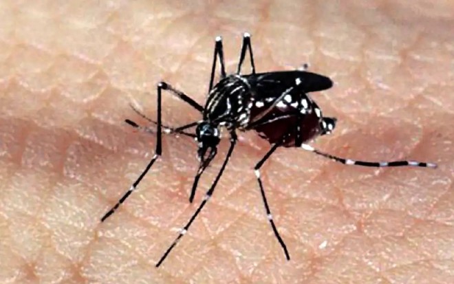 Mosquito Aedes aegypti