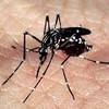 Mosquito Aedes aegypti