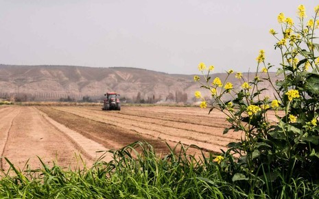 Plantação agrícola