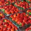 Caixas de morango