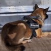 Imagem de cão de faro utilizado pela Receita Federal em Santos (SP)
