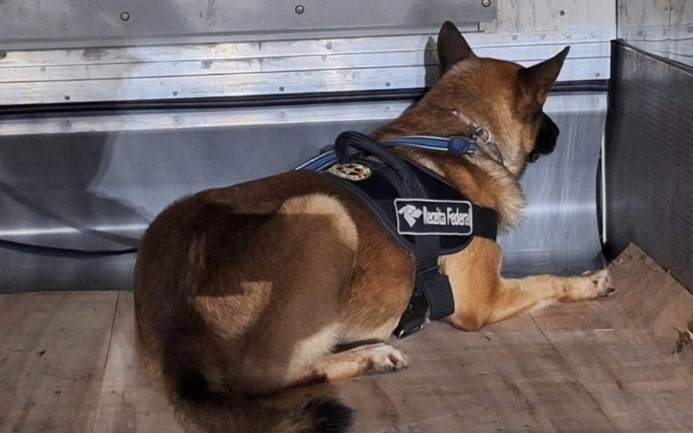 Imagem de cão de faro utilizado pela Receita Federal em Santos (SP)