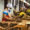 Trabalhadoras em produção de tabaco