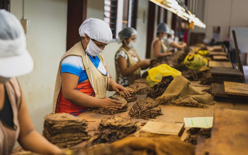 Trabalhadoras em produção de tabaco