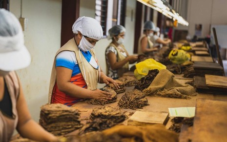Trabalhadoras em produção de tabaco